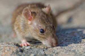 Focused image of a mouse