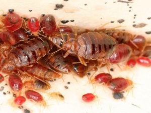 Action Services Wildlife & Pest Control - Waco TX