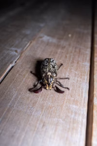 Focused image of a beetle on a floor
