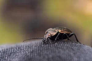 Focused image of a beetle walking on a smooth surface.