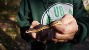 Person holding a small snake carefully outdoors in natural light.
