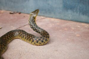 Black and brown snake in a Waco backyard Snake removal Waco expert tips for safe handling.