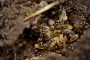 Close-up of termites on soil showing signs of infestation, illustrating effective termite control for home protection.