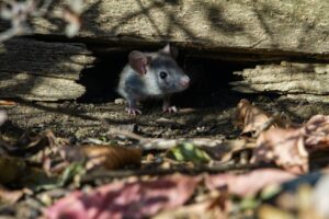 A small gray and white rodent on dry leaves, representing effective rodent control in Waco during winter.