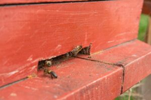Close-up view of bees entering a wooden wall, showing early signs of insect damage to exterior wood.