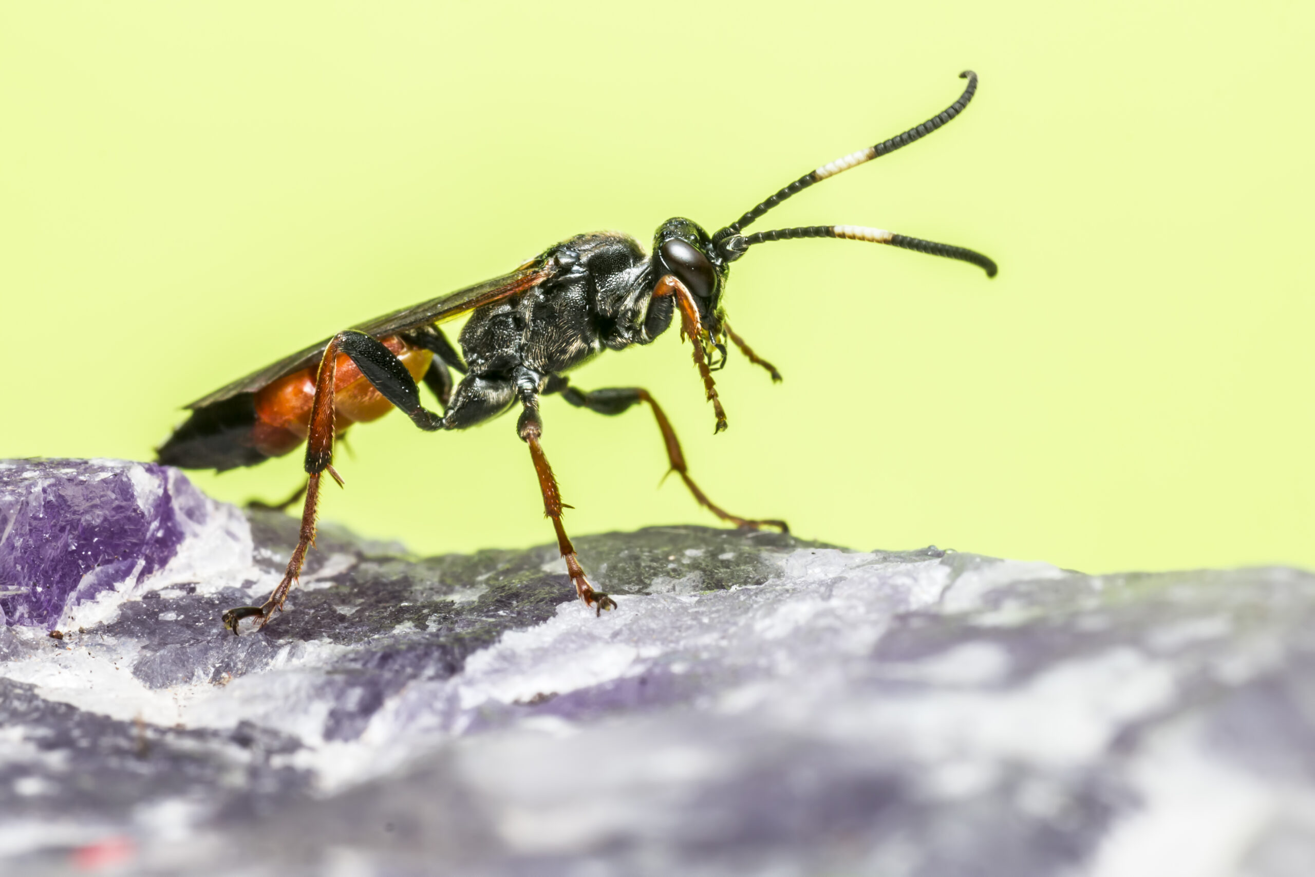 Action Services Wildlife & Pest Control - Waco TX