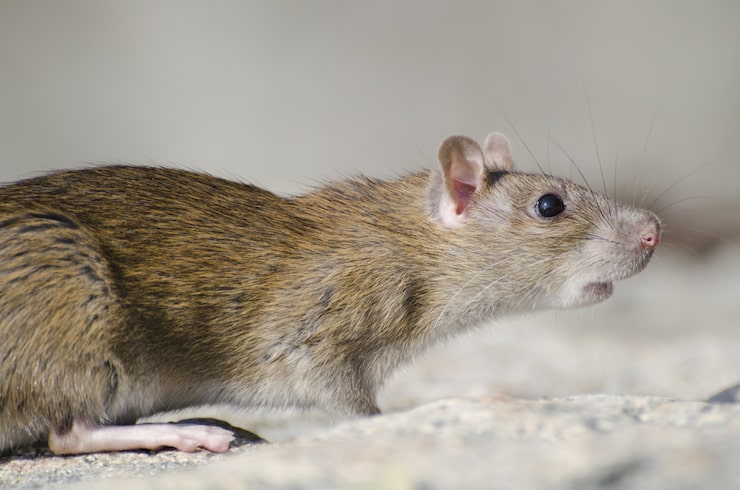 Rodent Control 3 Action Services Wildlife & Pest Control - Waco TX