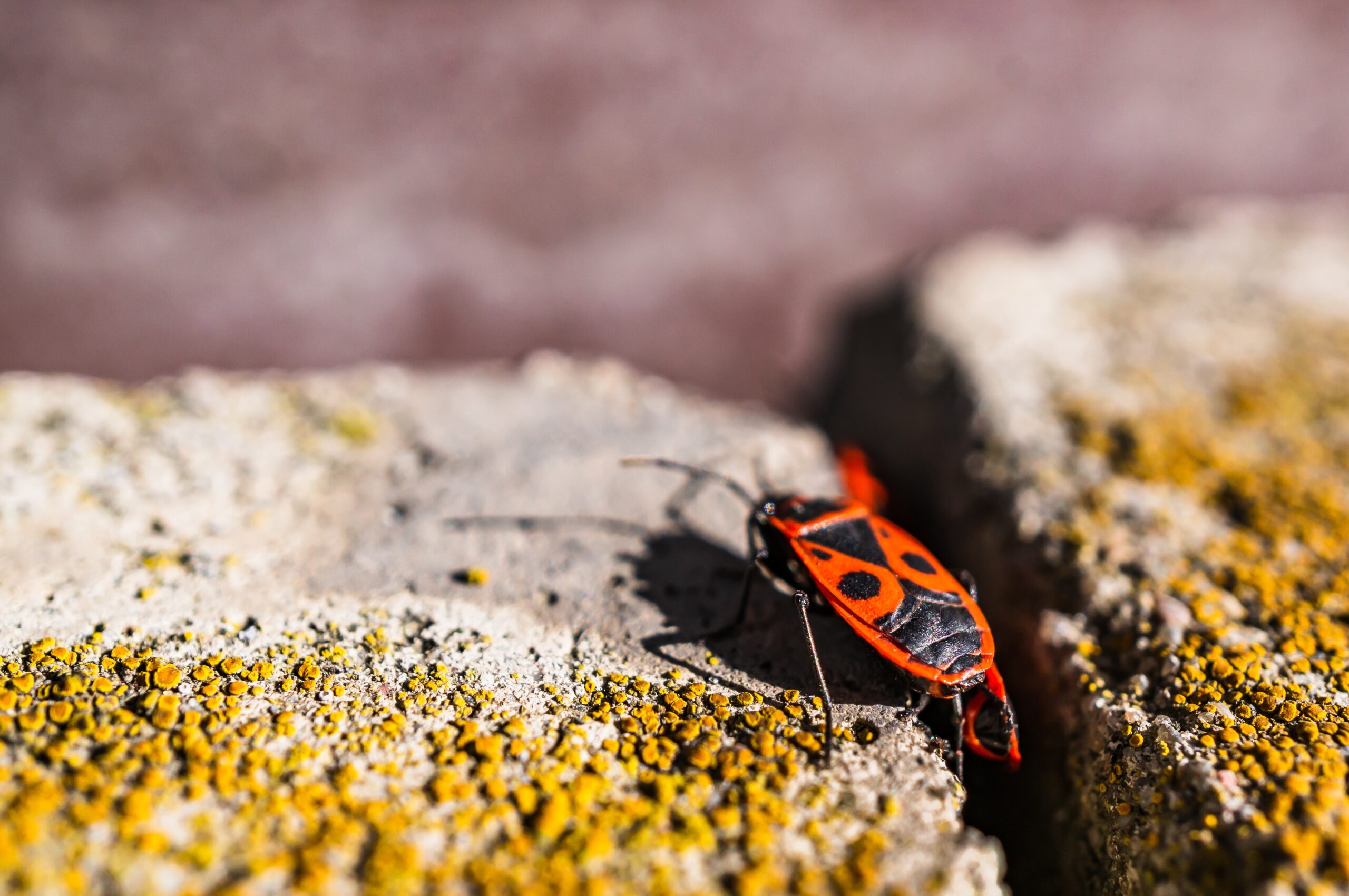 Action Services Wildlife & Pest Control - Waco TX