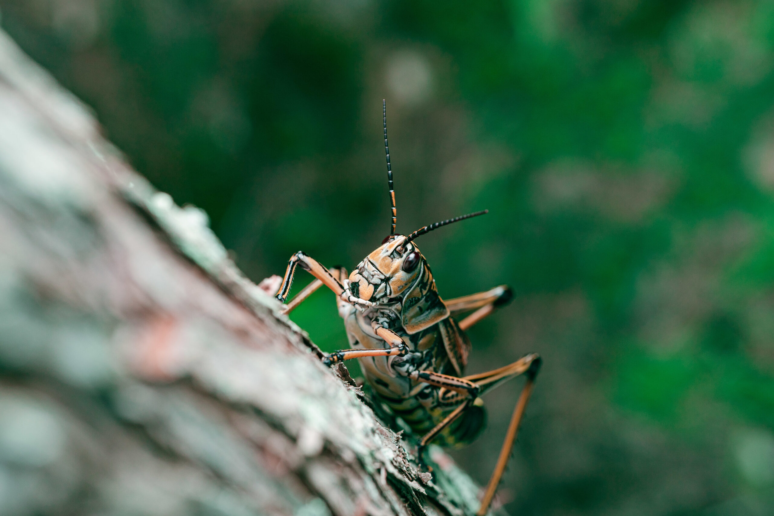 Action Services Wildlife & Pest Control - Waco TX