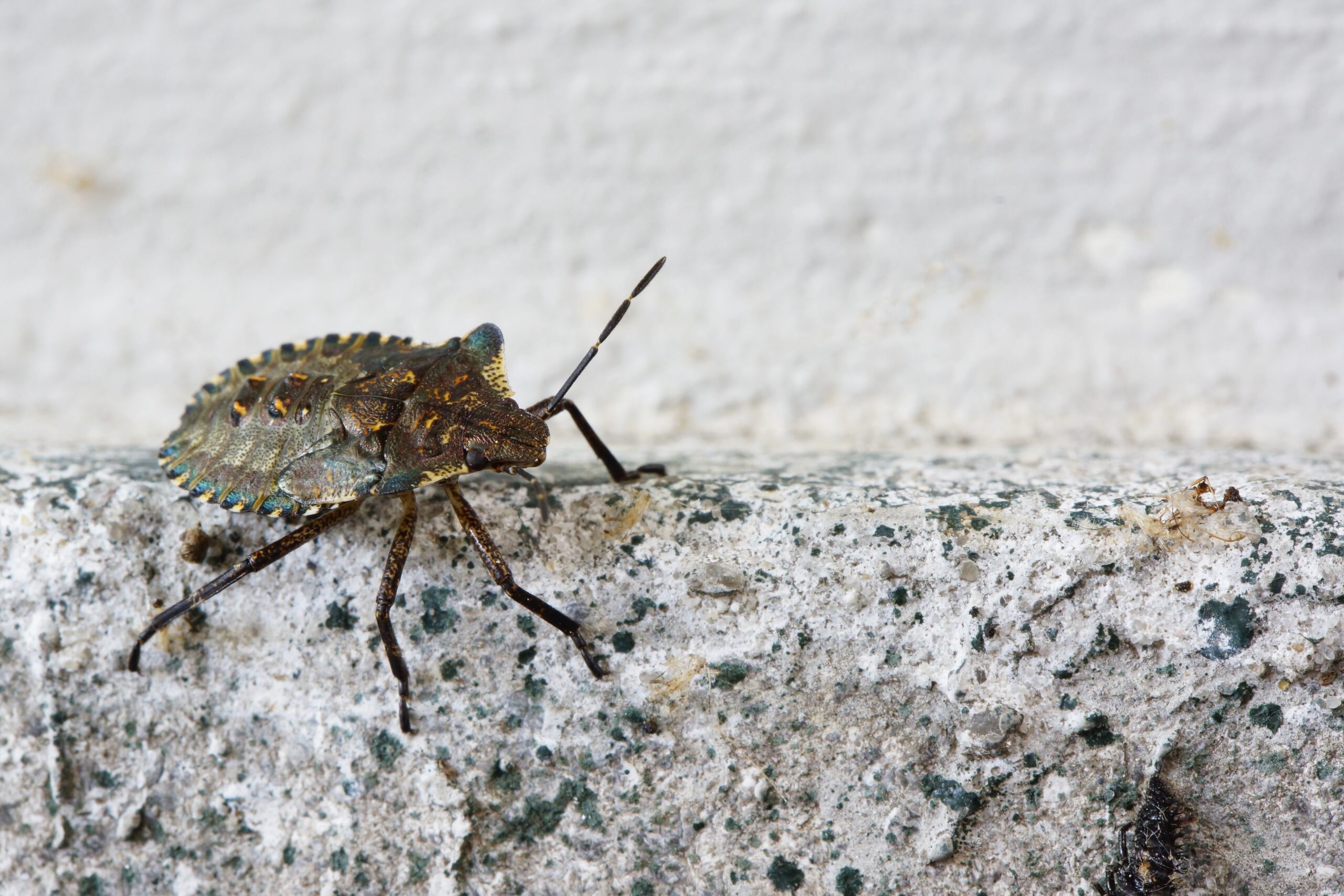 Action Services Wildlife & Pest Control - Waco TX