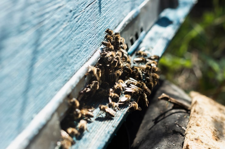 Rodent Control 10 Action Services Wildlife & Pest Control - Waco TX
