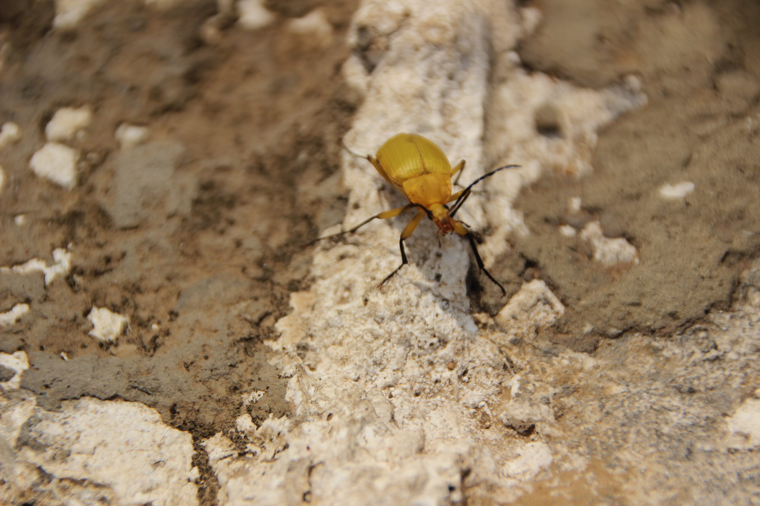Action Services Wildlife & Pest Control - Waco TX