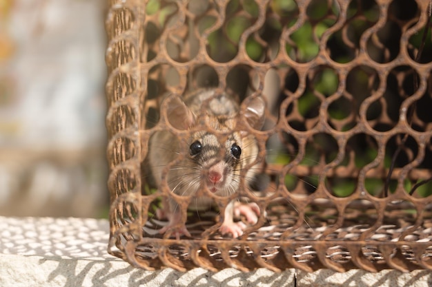 Rodent Control 7 Action Services Wildlife & Pest Control - Waco TX