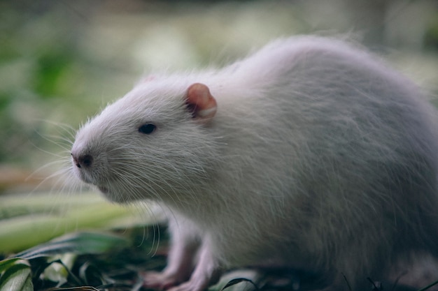 Rodent Control 8 Action Services Wildlife & Pest Control - Waco TX