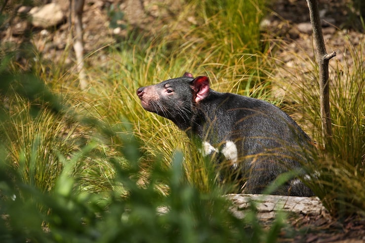 Rodent Control 4 Action Services Wildlife & Pest Control - Waco TX