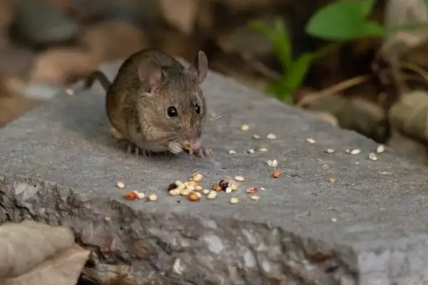 Rodent Control 5 House Mice in waco