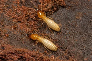 Termite control waco actoin services