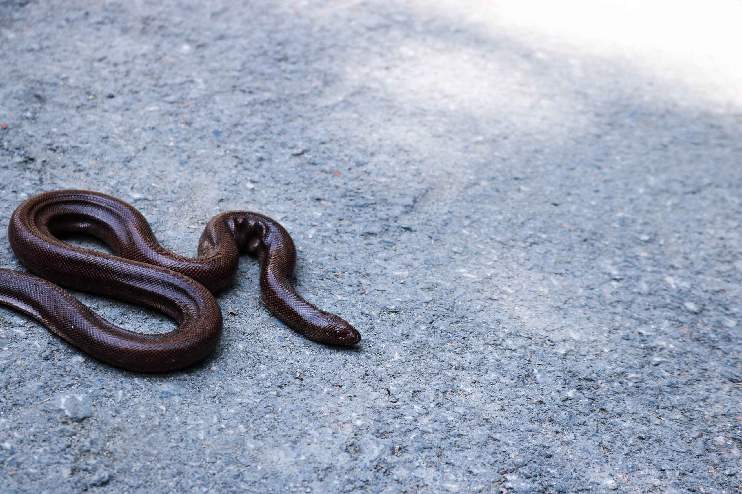 Snake Removal In Waco 7 Action Services Wildlife & Pest Control - Waco TX