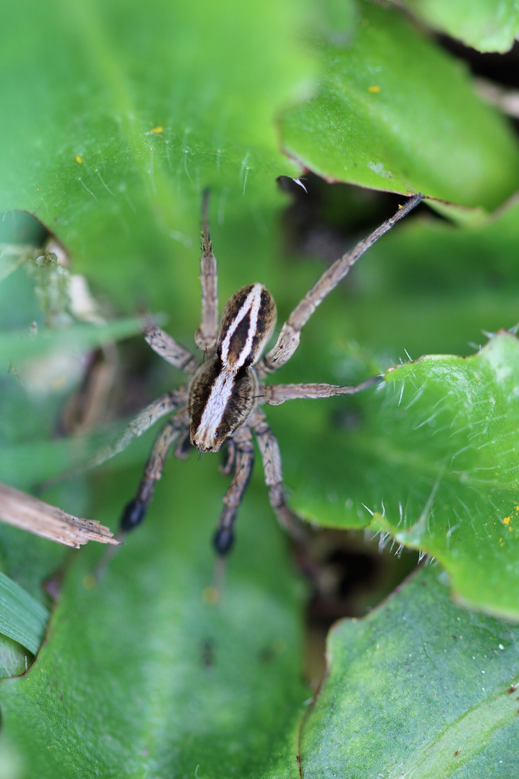 Action Services Wildlife & Pest Control - Waco TX