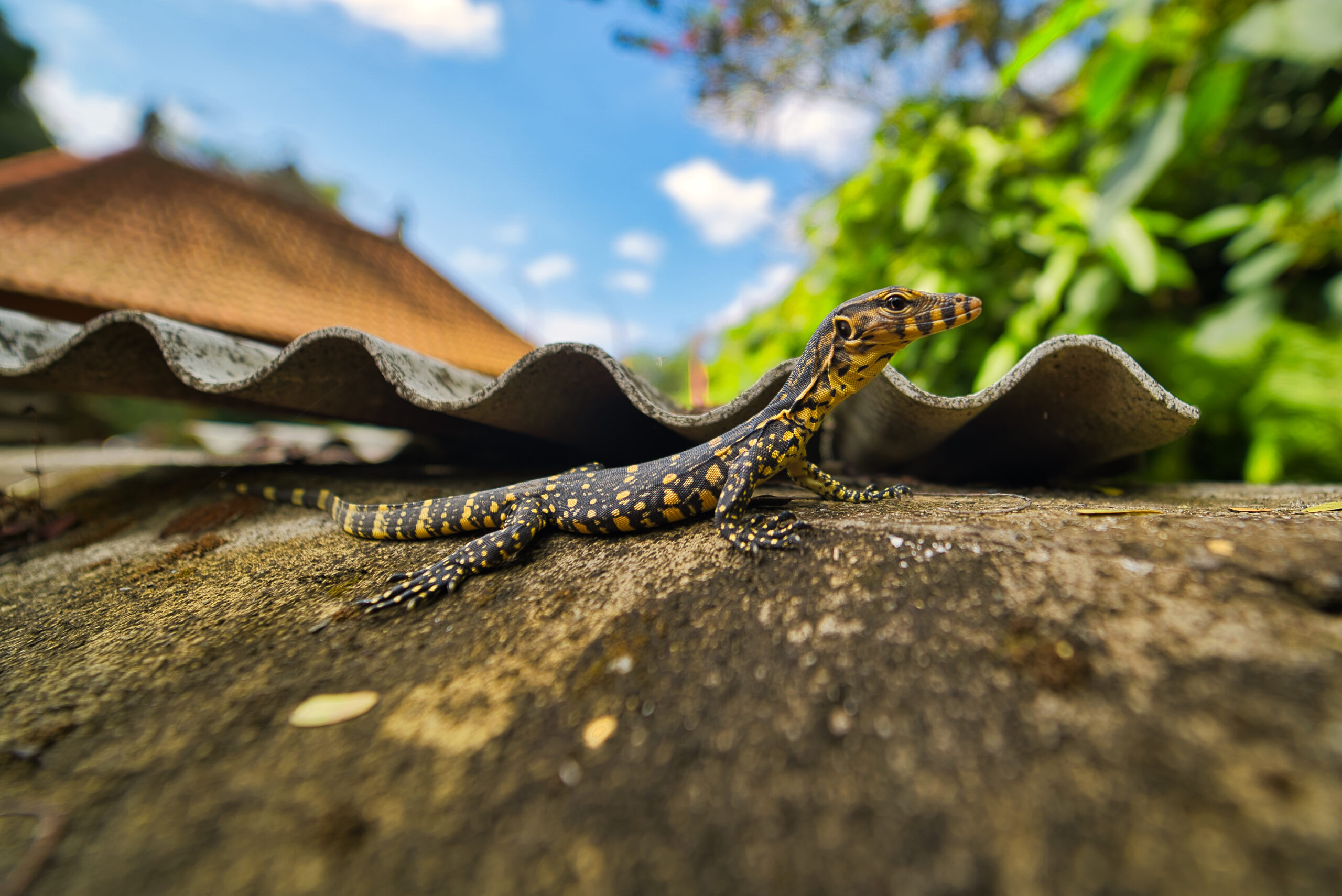 Snake Removal In Waco 5 Action Services Wildlife & Pest Control - Waco TX