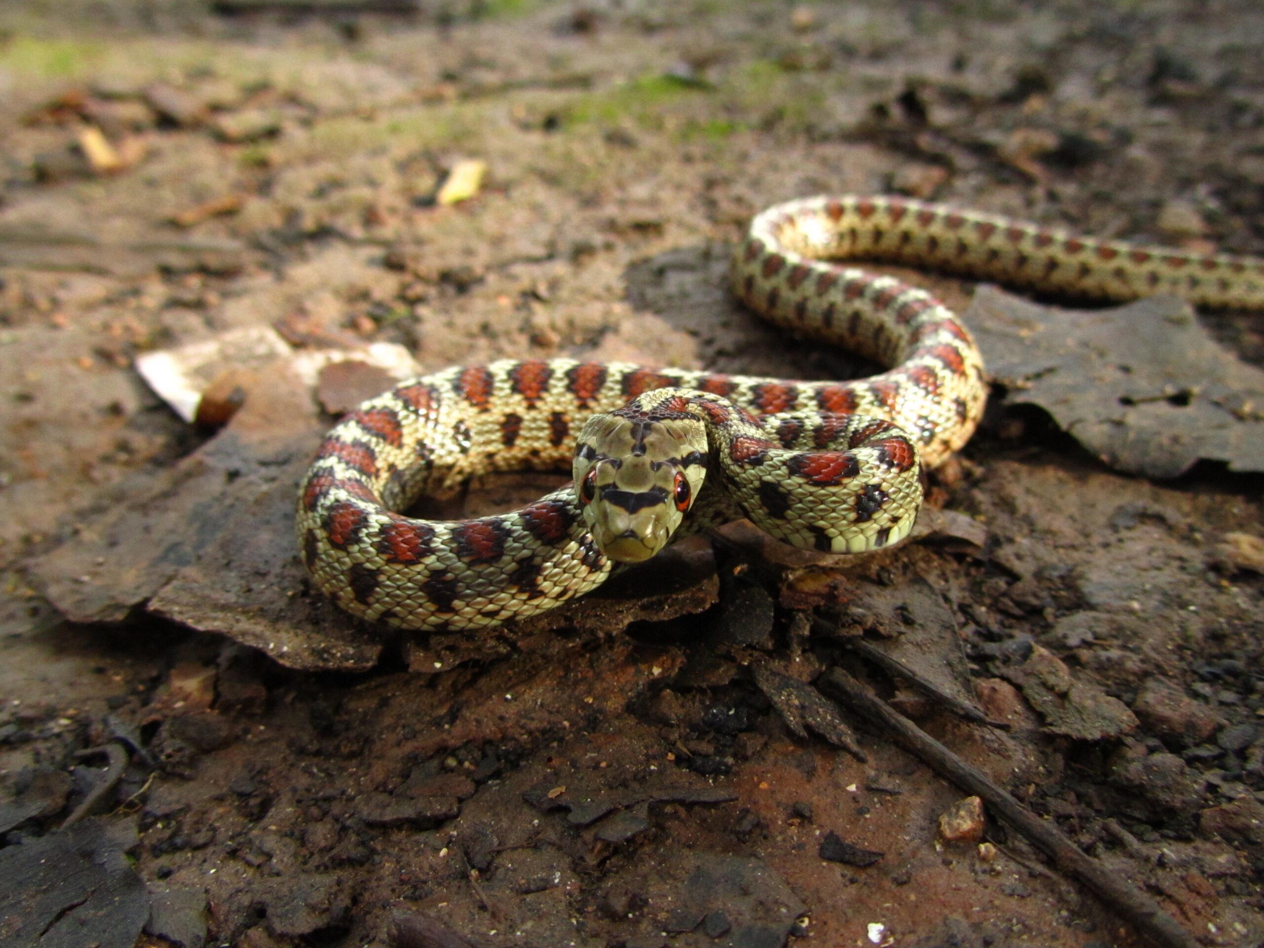 Snake Removal In Waco 6 Action Services Wildlife & Pest Control - Waco TX
