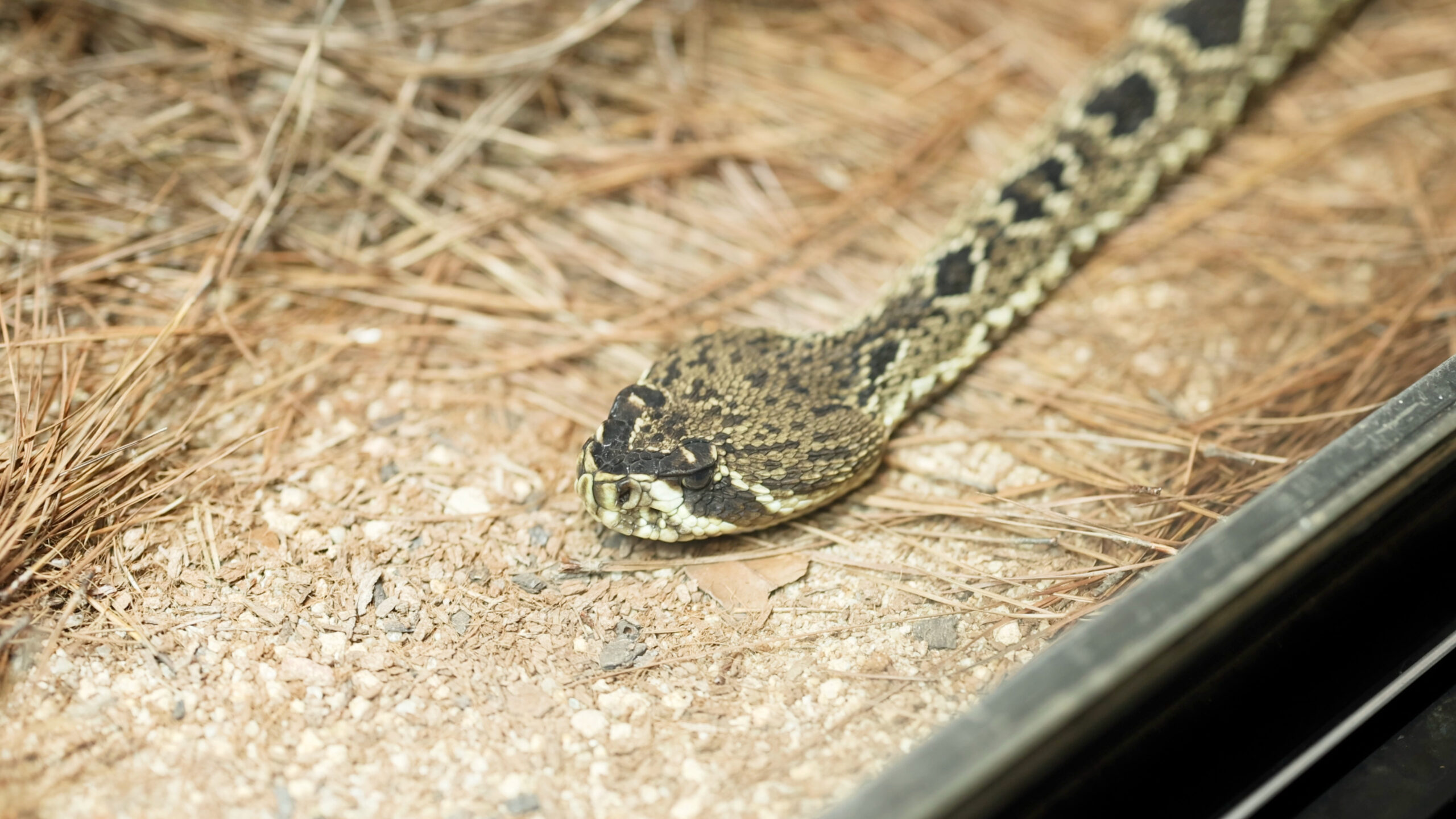 Snake Removal In Waco 4 Action Services Wildlife & Pest Control - Waco TX