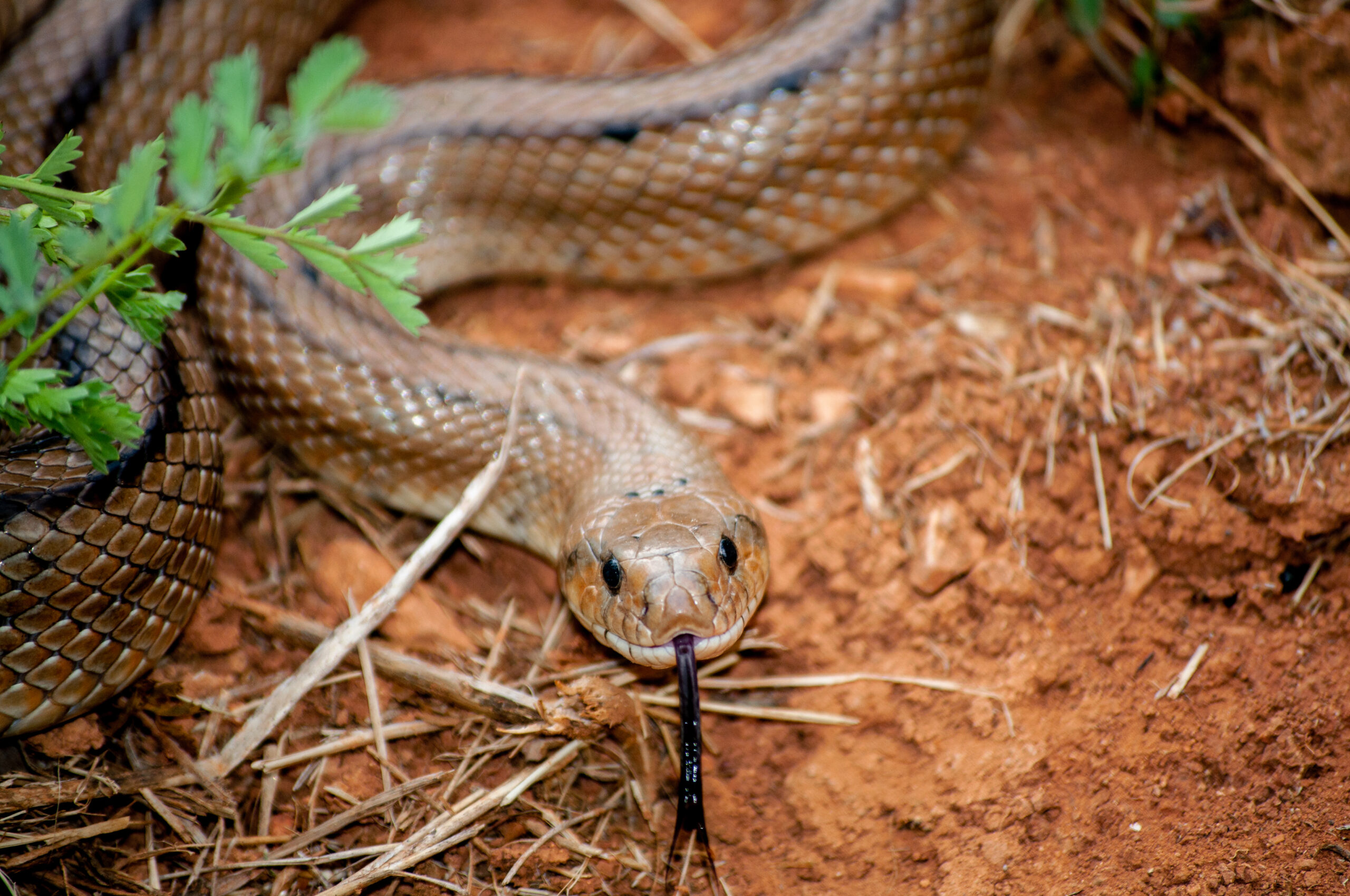 Snake Removal In Waco 3 Action Services Wildlife & Pest Control - Waco TX