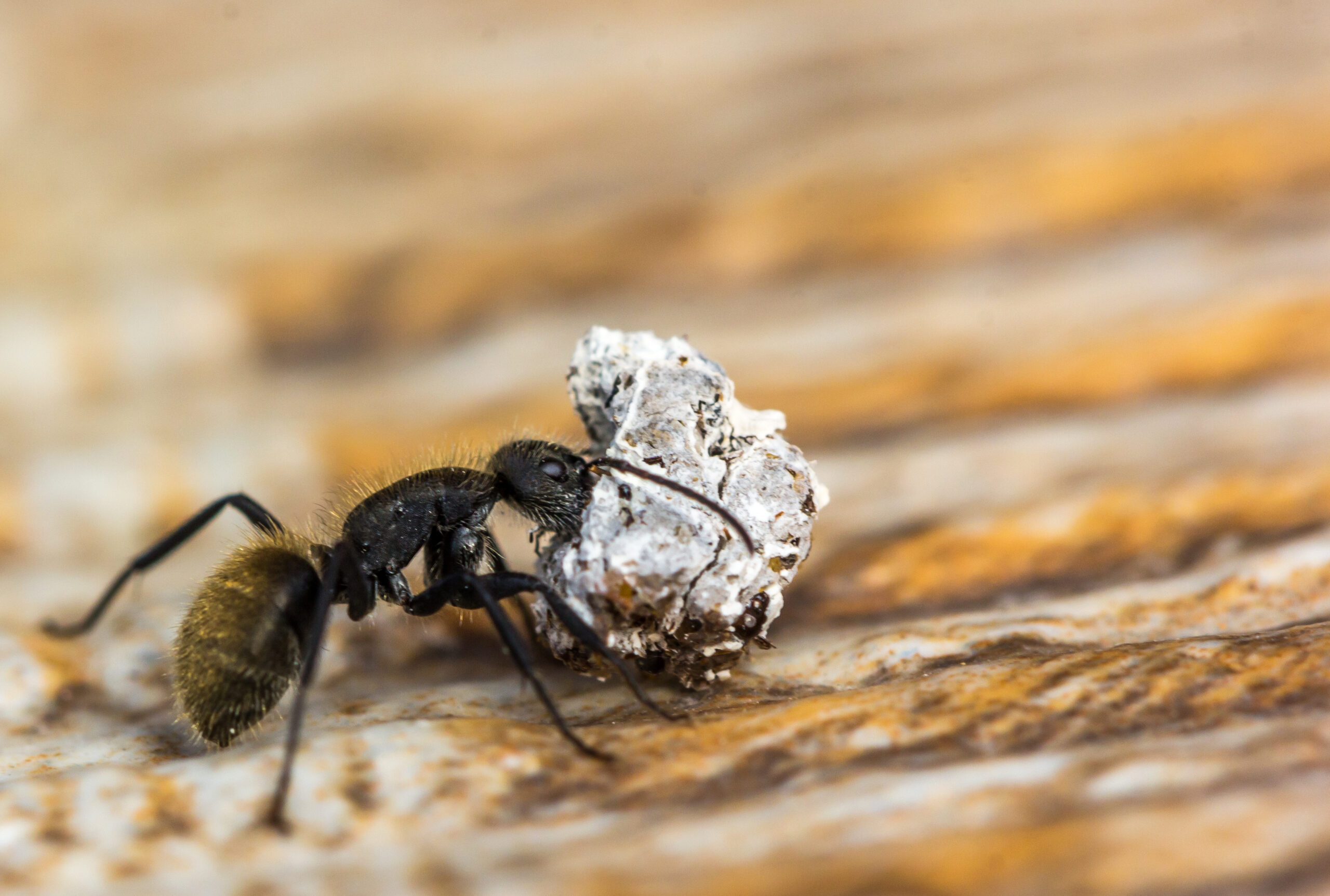 Action Services Wildlife & Pest Control - Waco TX