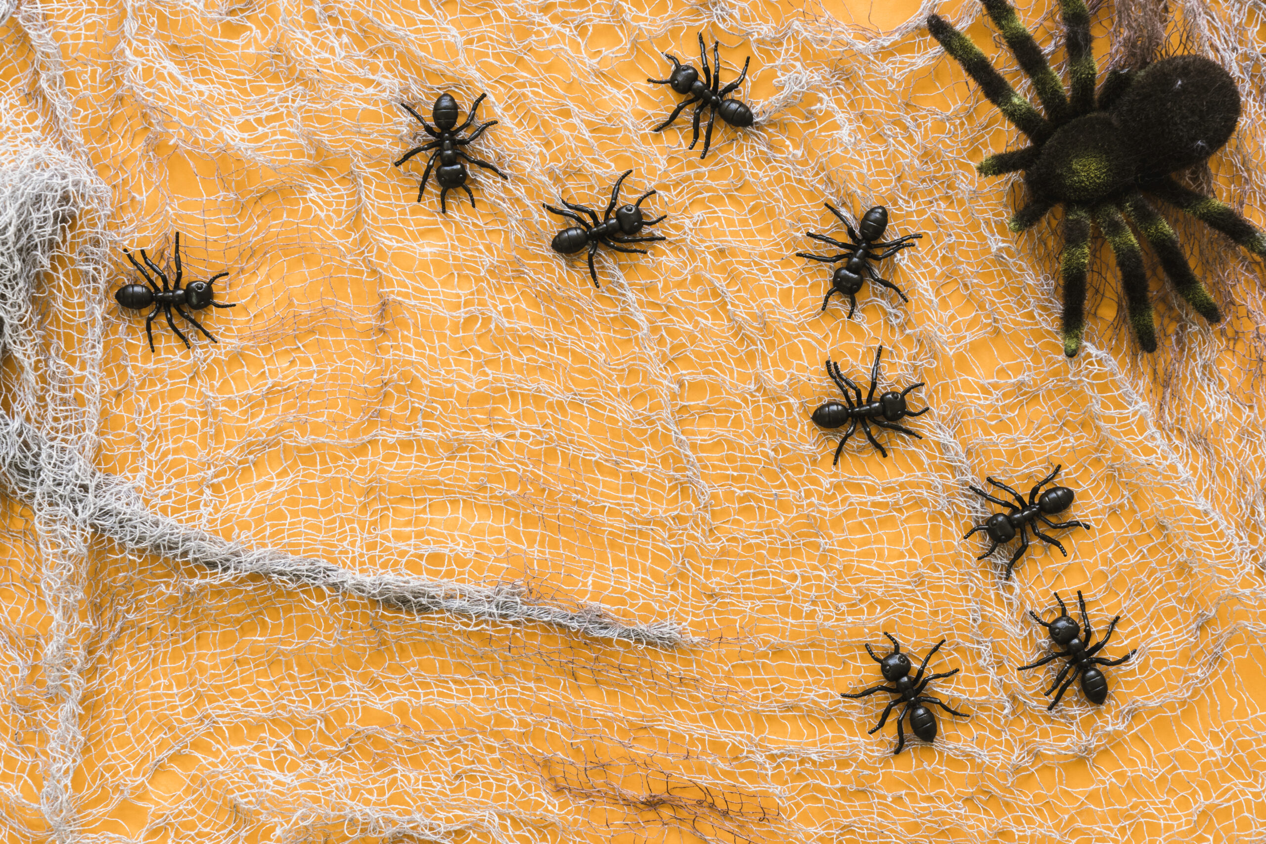 Action Services Wildlife & Pest Control - Waco TX