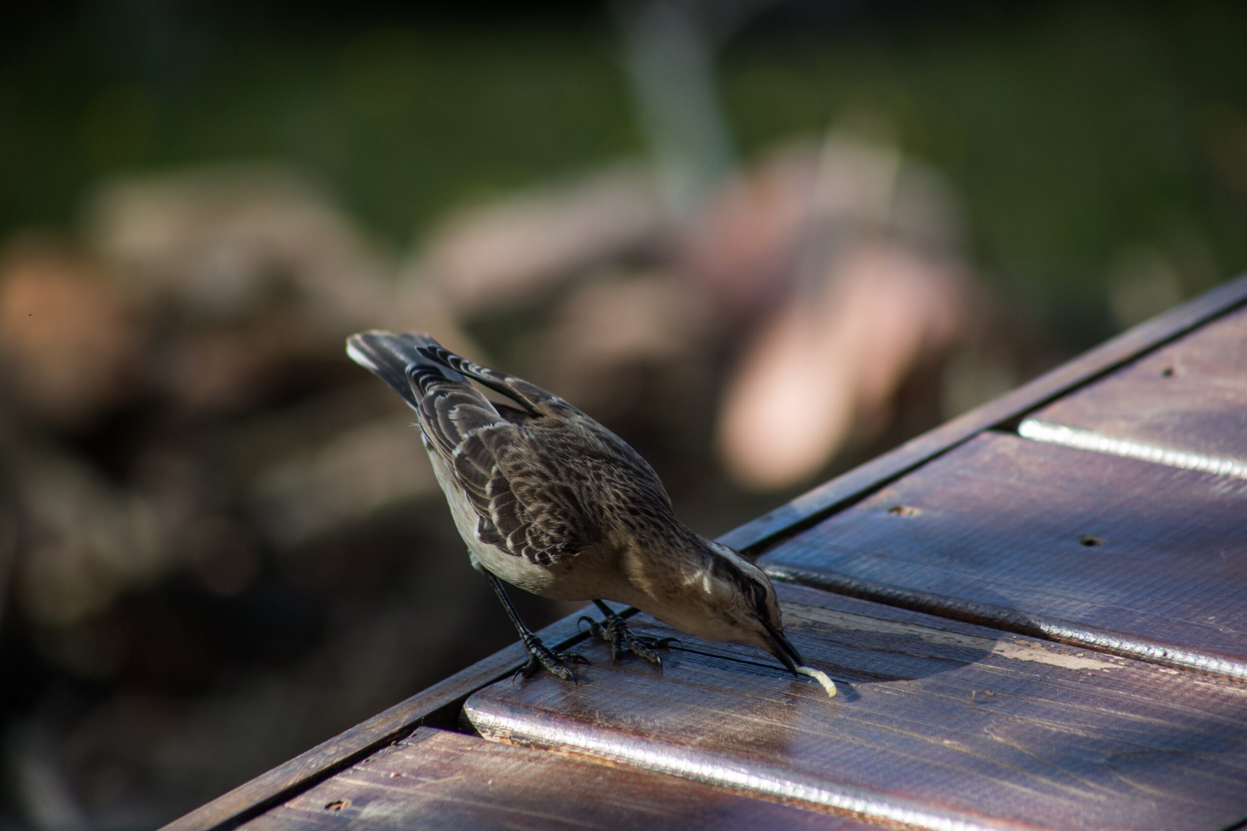 Action Services Wildlife & Pest Control - Waco TX