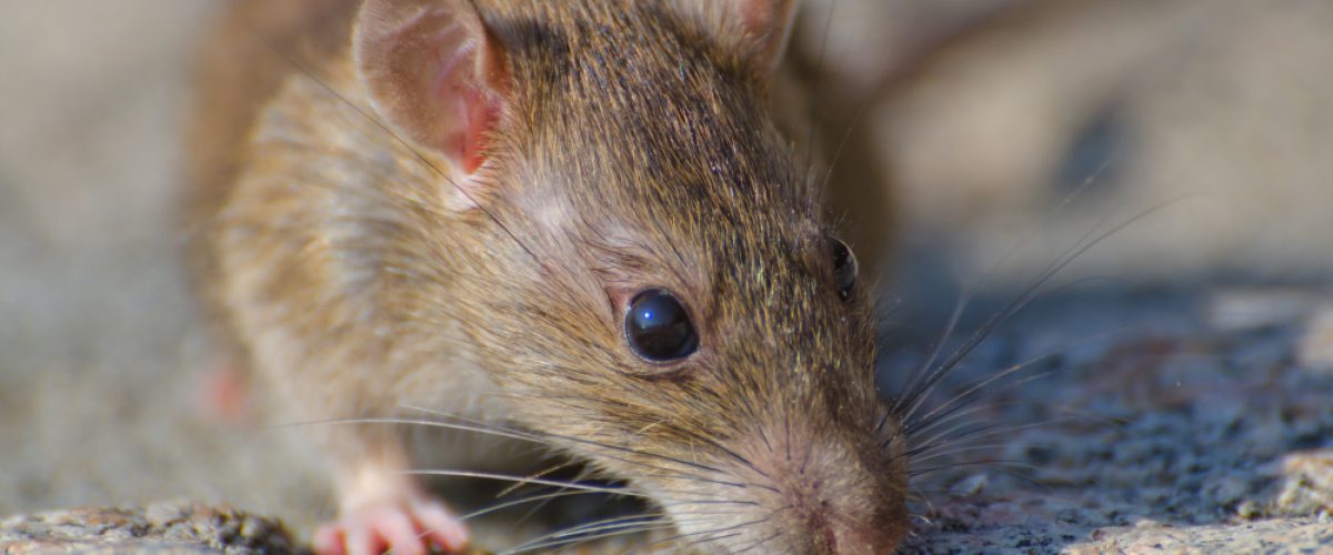 Focused image of a mouse