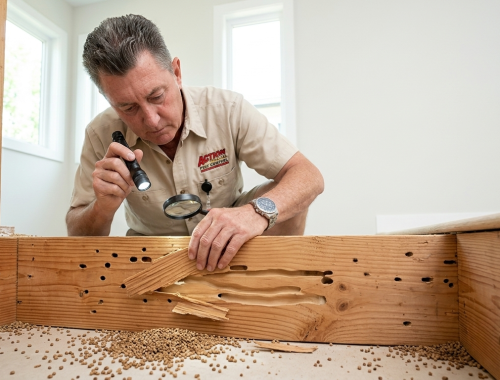 Drywood Termites