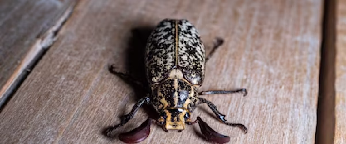 Focused image of a beetle on a floor