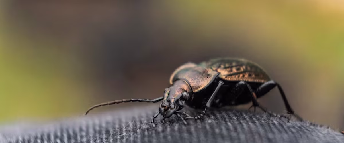 Focused image of a beetle walking on a smooth surface.