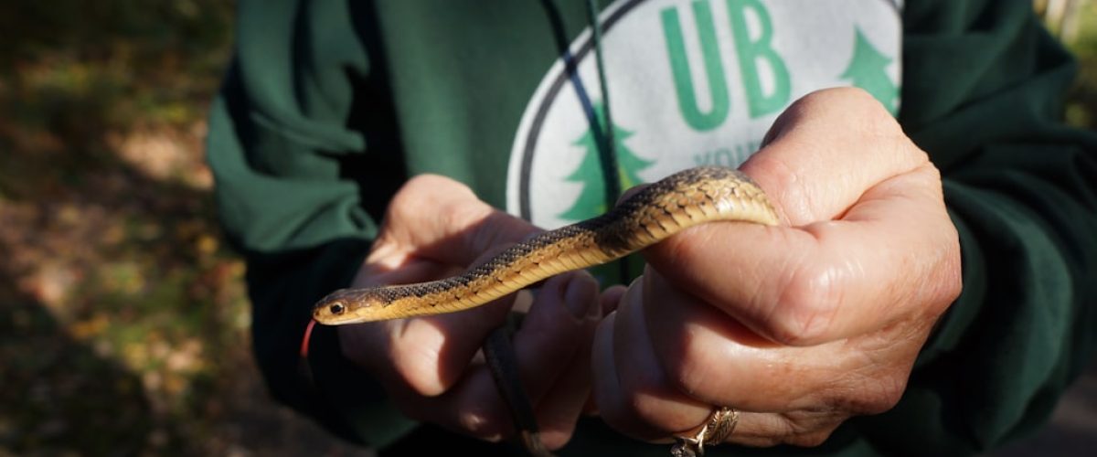Person holding a small snake carefully outdoors in natural light.