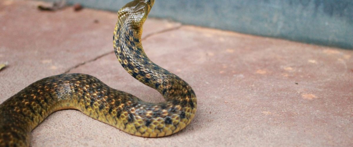 Black and brown snake in a Waco backyard Snake removal Waco expert tips for safe handling.