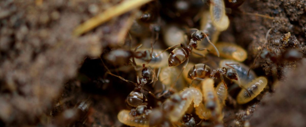 Close-up of termites on soil showing signs of infestation, illustrating effective termite control for home protection.