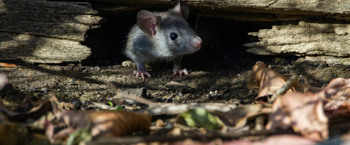 A small gray and white rodent on dry leaves, representing effective rodent control in Waco during winter.