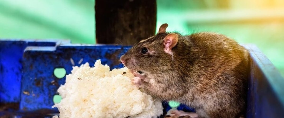 rodent-infestation-waco-signs