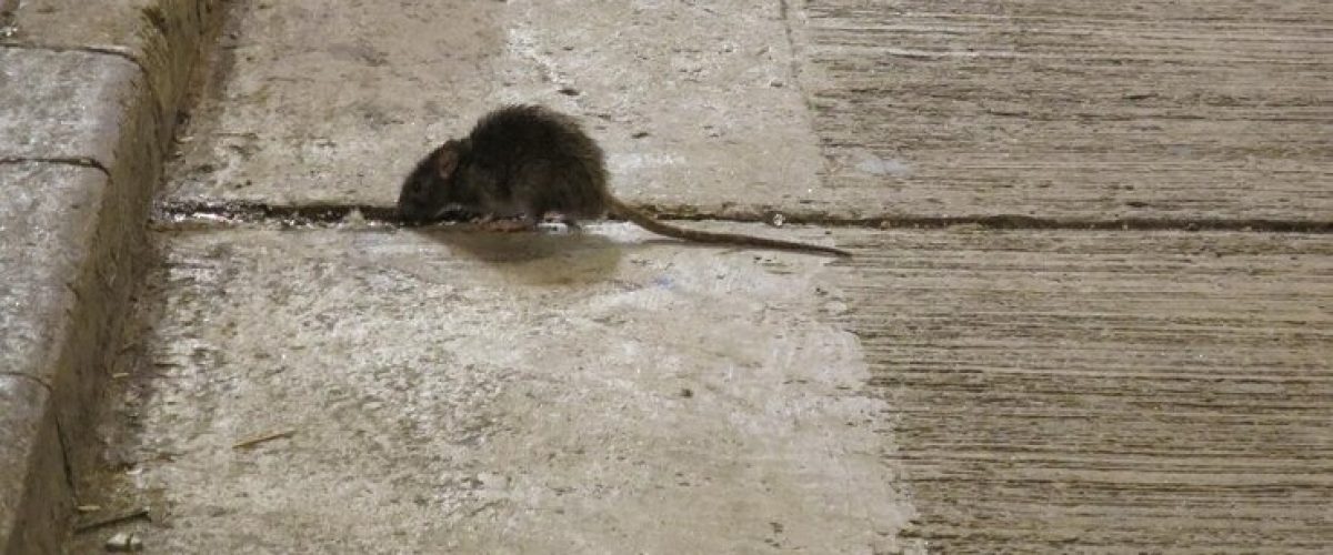 High angle view of rat on street