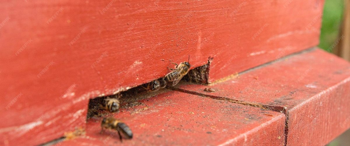 Close-up view of bees entering a wooden wall, showing early signs of insect damage to exterior wood.